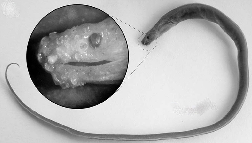 Dysomma brevirostre_0001.jpg